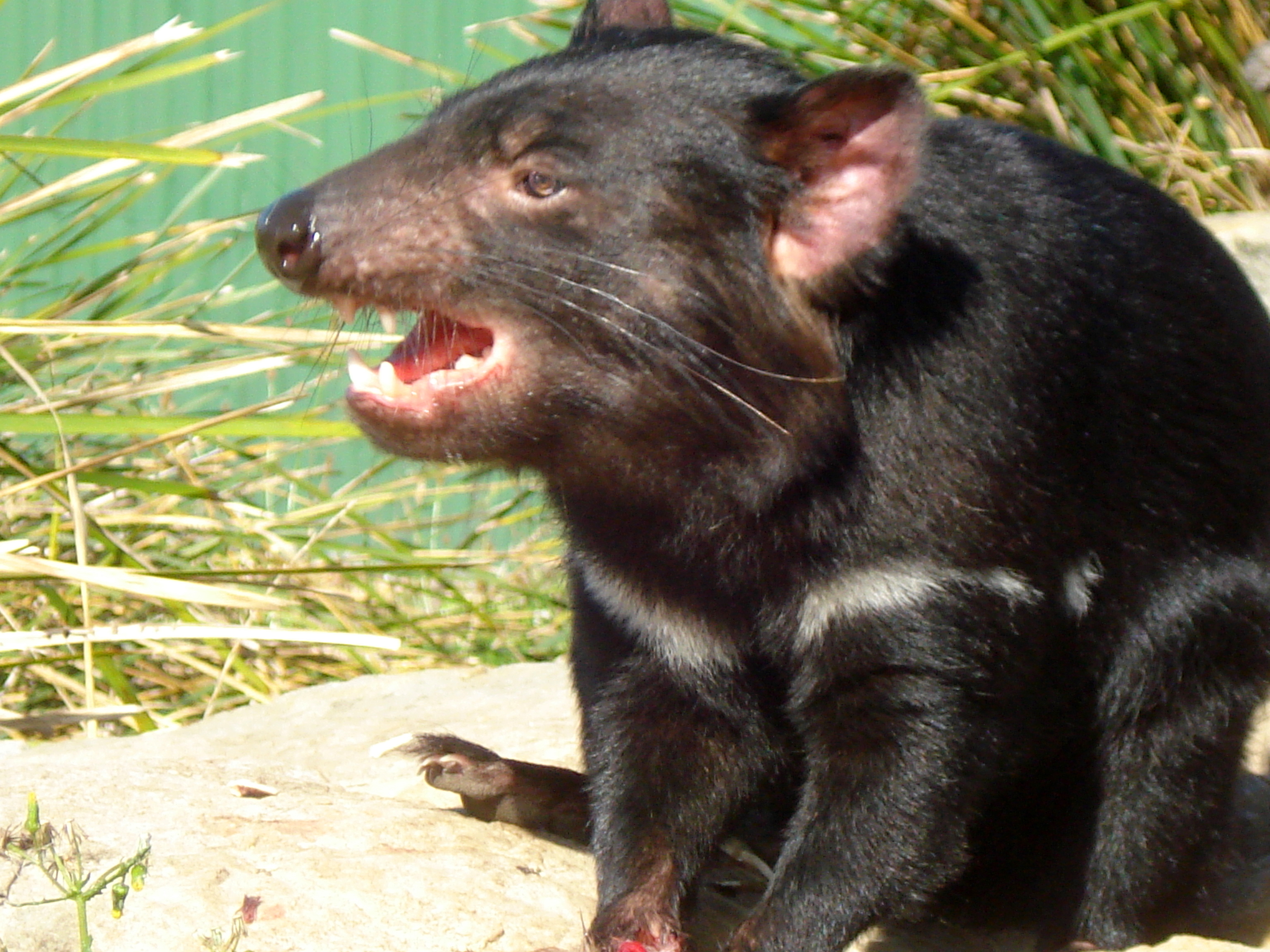 cote-est-bicheno-parc-animalier-3-diable-de-tasmanie
