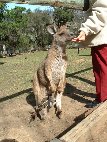 parc-animalier-forest-kangourou_redimensionner