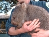 parc-animalier-wombat_redimensionner