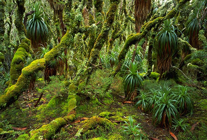 South-west-rainforest-Photo-RTob-Blaker