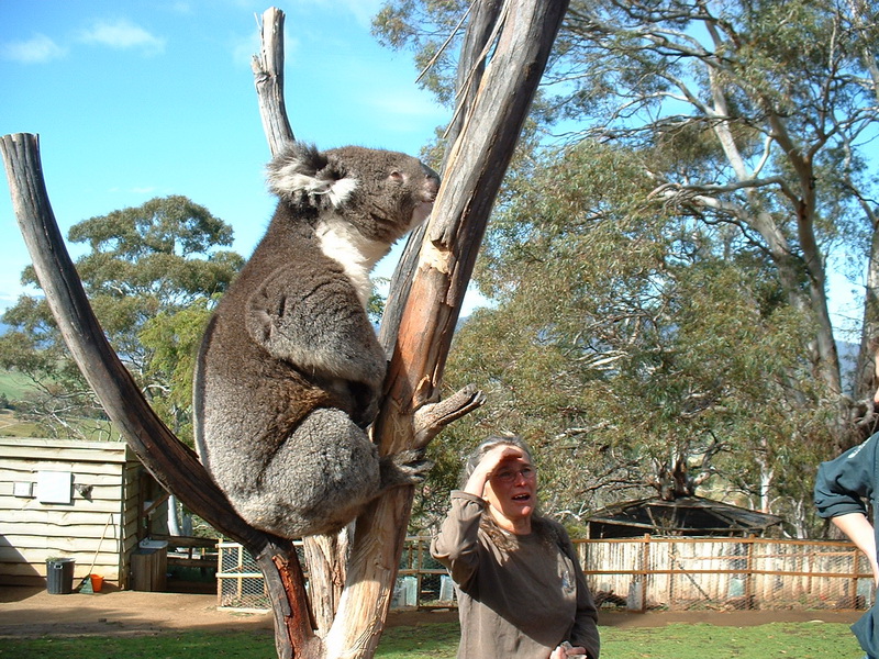 parc-animalier-koala_redimensionner