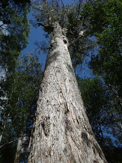 Eucalyptus-Tahune Airwalk