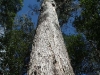 Eucalyptus-Tahune Airwalk
